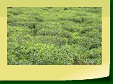 Giddapahar Tea Estate 4152