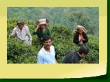 Giddapahar Tea Estate 431