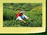 Giddapahar Tea Estate 4322