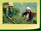 Giddapahar Tea Estate 433