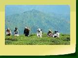 Giddapahar Tea Estate 472