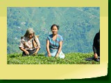 Giddapahar Tea Estate 4732