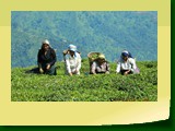 Giddapahar Tea Estate 4742