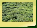 Giddapahar Tea Estate 4782